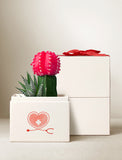 Succulents in gift box. - Image 