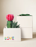 Succulents in gift box. - Image 