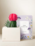 Succulents in gift box. - Image 