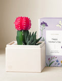 Succulents in gift box. - Image 