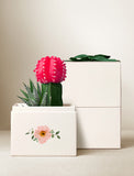 Succulents in gift box. - Image 