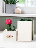 Succulents in gift box. - Image 