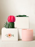 Decorative items including a pink candle, cactus plant, and decorative boxes on a light background - Image 