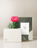 Succulents in gift box. - Image 