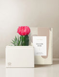 Succulents in gift box. - Image 