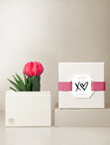 Succulents in gift box. - Image 