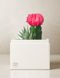 Succulents in gift box. - Image 