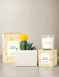 Gift set with plants and candles on beige table. - Image 