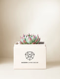Succulents in gift box. - Image 