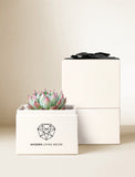 Succulents in gift box. - Image 