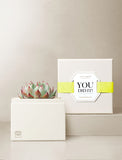Succulents in gift box. - Image 
