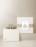 Succulents in gift box. - Image 