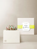 Succulents in gift box. - Image 