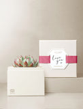Succulents in gift box. - Image 