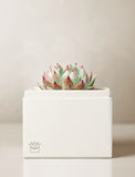 Succulents in gift box. - Image 