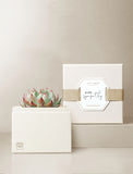 Succulents in gift box. - Image 