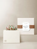 Succulents in gift box. - Image 
