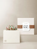 Succulents in gift box. - Image 
