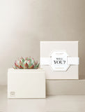 Succulents in gift box. - Image 