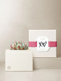 Succulents in gift box. - Image 