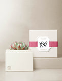 Succulents in gift box. - Image 