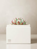 Succulents in gift box. - Image 