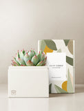 Succulents in gift box. - Image 