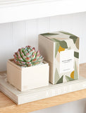 Succulents in gift box. - Image 