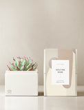 Succulents in gift box. - Image 