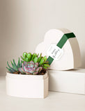 Heart-shaped gift box filled with vibrant succulents, featuring a Happy Birthday tag and a green ribbon on a cream background. - Image 