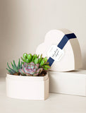 Heart-shaped gift box filled with assorted green and pink succulents, featuring a navy blue ribbon and a Thinking of You tag. - Image 