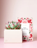 Succulents in gift box. - Image 