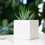 Plant in ceramic vessel. - Image 