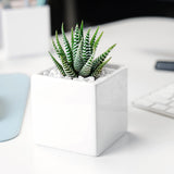 Plant in ceramic vessel. - Image 