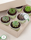 Succulents in mini cups with an occasion. - Image 