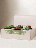 Succulents in mini cups with an occasion. - Image 