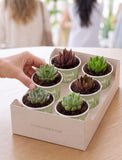 Succulents in mini cups with an occasion. - Image 