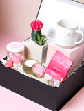 Succulents in gift box. - Image 