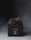 Succulents in gift box. - Image 
