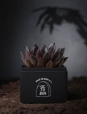 Succulents in gift box. - Image 