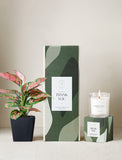 Plant next to gift box and candle. - Image 