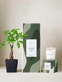 Plant next to gift box and candle. - Image 