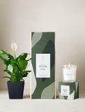 Plant next to gift box and candle. - Image 