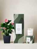 Plant next to gift box and candle. - Image 