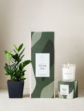 Plant next to gift box and candle. - Image 