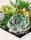 Close-up of a succulent plant in a pot with a blurred background - Image 