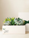 Succulents in gift box. - Image 