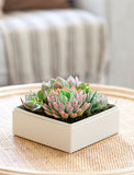 Succulents in gift box. - Image 