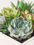 Succulents in gift box. - Image 