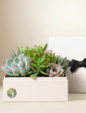 Container of succulents with a black bow on a beige background - Image 